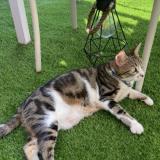 Foto del gato perdido en Ollioules