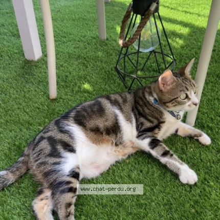 Foto 1/1 Petit Coeur Chat perdido en Ollioules