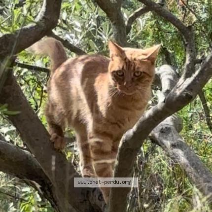 Foto 1/1 Potté Chat perdido en Pertuis
