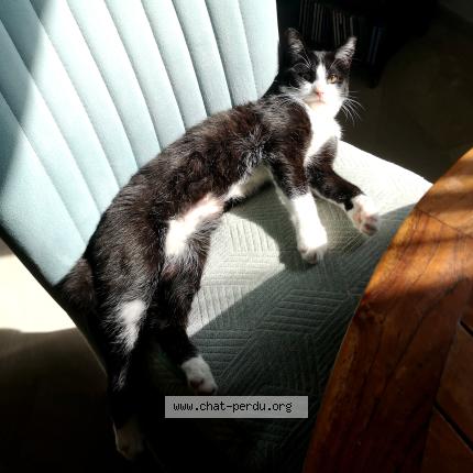 Foto 2/2 Bonnie Chat perdido en Saujon