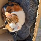 Foto del gato perdido en Sevran