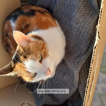 Foto 1/1 Minette Chat perdido en Sevran