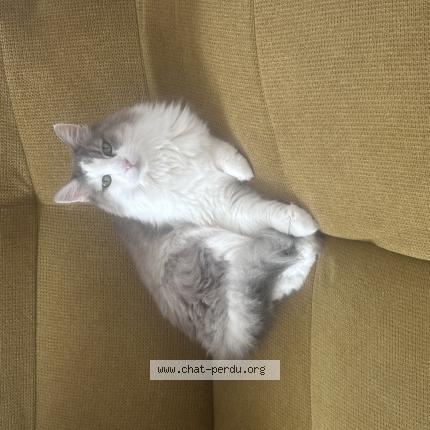 Foto 1/1 Crebis Chat perdido en Port vendres