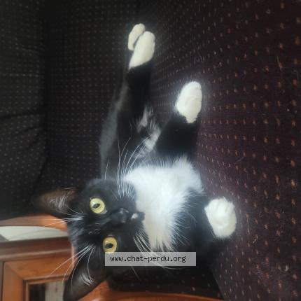 Foto 1/1 Nonette Chat perdido en Saint romain en gal