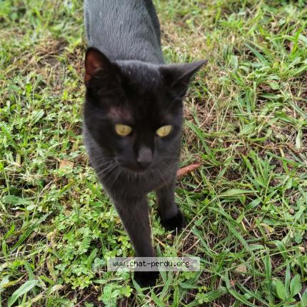 Foto 1/1 Carbone Chat perdido en Saint barthelemy le meil