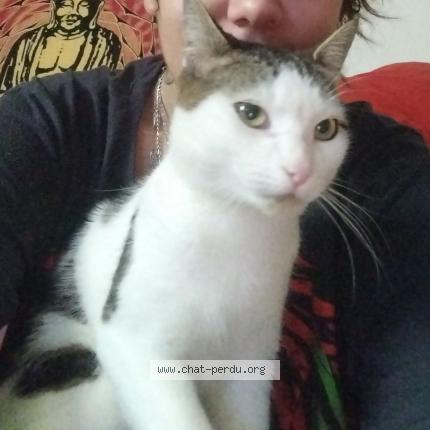 Foto 1/1 Ricky Chat perdido en Etauliers