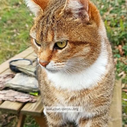 Foto 1/1 ginette Chat perdido en Riols