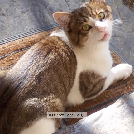 Foto 1/1 Grizbee Chat perdido en Pontcharra