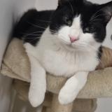 Foto del gato perdido en Gagny