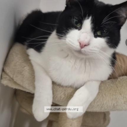 Foto 1/1 Felix Chat perdido en Gagny