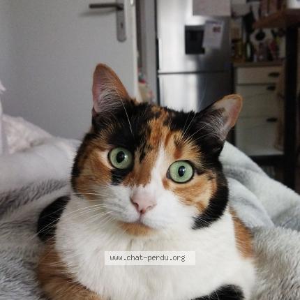 Foto 1/1 Plume Chat perdido en Villenav d ornon