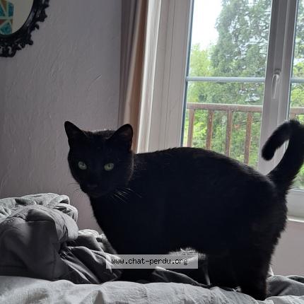 Foto 1/1 Rebond Chat perdido en Maidieres