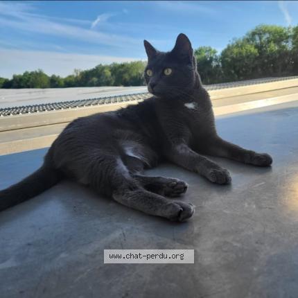 Foto 1/1 Clochette Chat perdido en Amfreville sous les monts