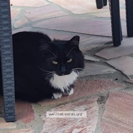 Foto 1/1 Mounette Chat perdido en Gace