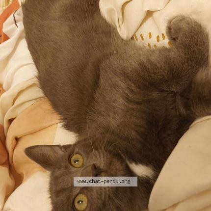 Foto 1/1 VOX Chat perdido en Aubiere