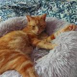 Foto del gato perdido en Castelculier