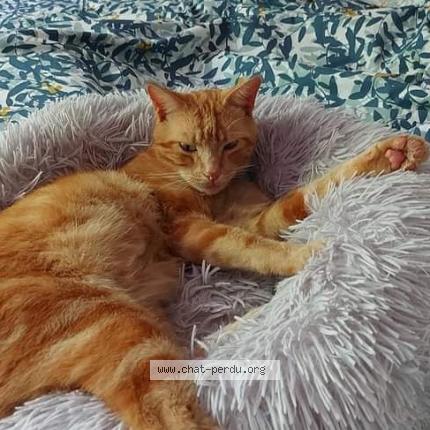 Foto 1/1 Tifou Titi Chat perdido en Castelculier