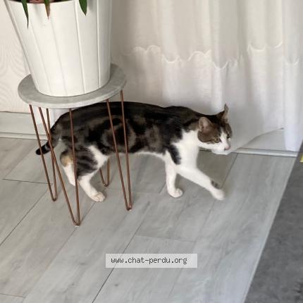 Foto 1/1 ZEBULON Chat perdido en Hyeres