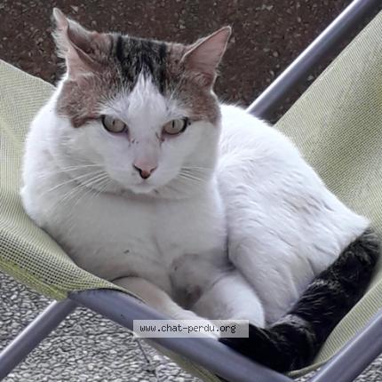 Foto 1/1 Bouboul Chat perdido en Thiais