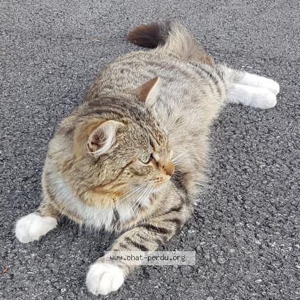 Foto 1/1 Gratouille Chat perdido en Douai frais marais