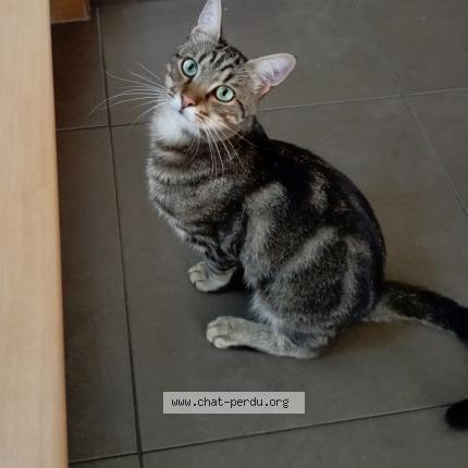 Foto 1/1 Gizmo Chat perdido en Berstett