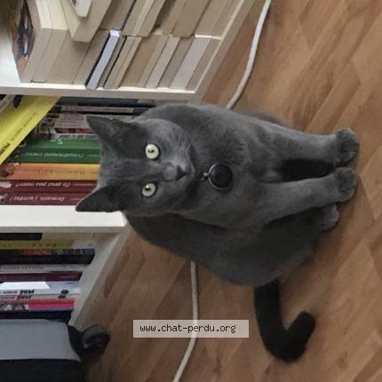 Foto 1/1 Fifille Chat perdido en Wasselonne