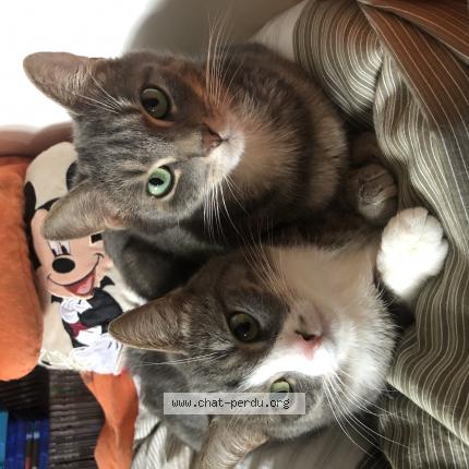 Foto 1/1 June Chat perdido en Mantes la ville