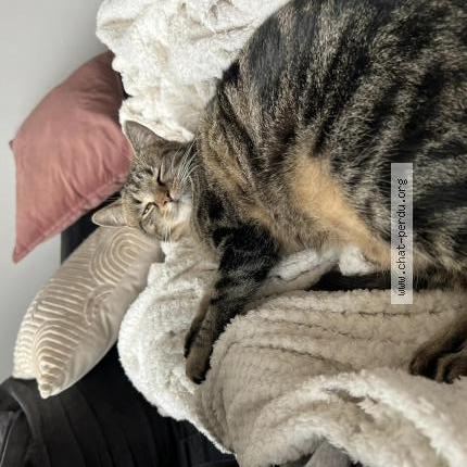 Foto 1/1 Thalya Chat perdido en Petite foret