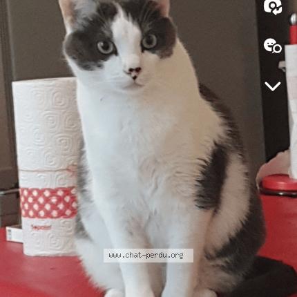 Foto 1/1 Grisouille Chat perdido en Montgeron
