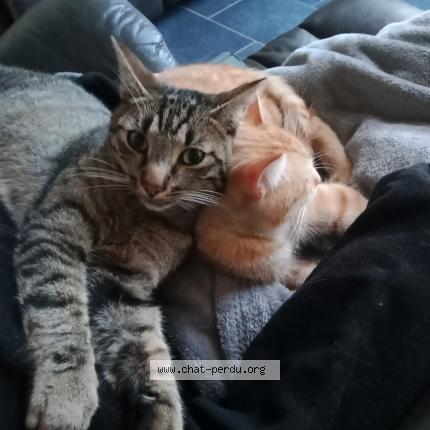 Foto 1/1 Elliot Chat perdido en Viel saint remy