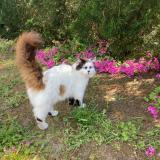 Foto del gato perdido en Ares