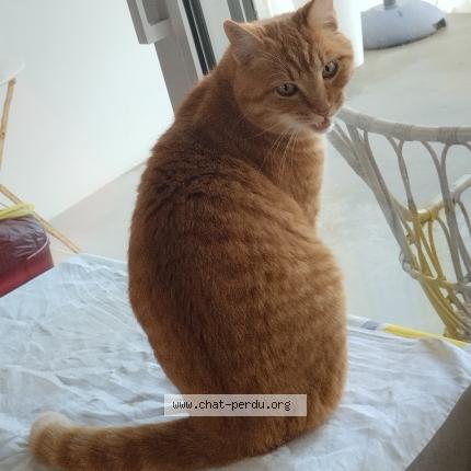 Foto 1/1 Muffin Chat perdido en Poissy