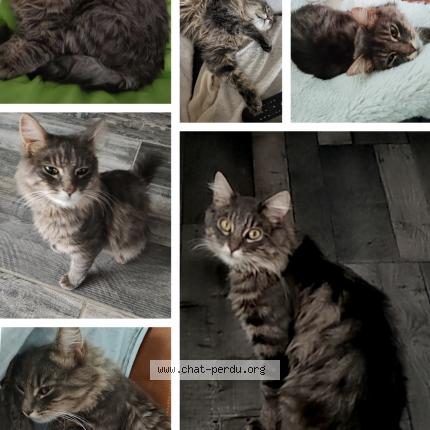 Foto 1/5 Frimousse Chat perdido en Lozinghem