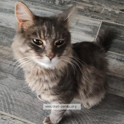 Foto 2/5 Frimousse Chat perdido en Lozinghem