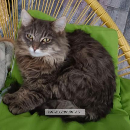 Foto 3/5 Frimousse Chat perdido en Lozinghem