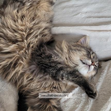 Foto 4/5 Frimousse Chat perdido en Lozinghem