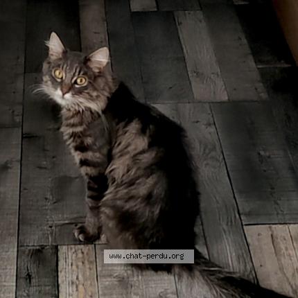 Foto 5/5 Frimousse Chat perdido en Lozinghem