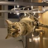 Foto del gato perdido en Allauch