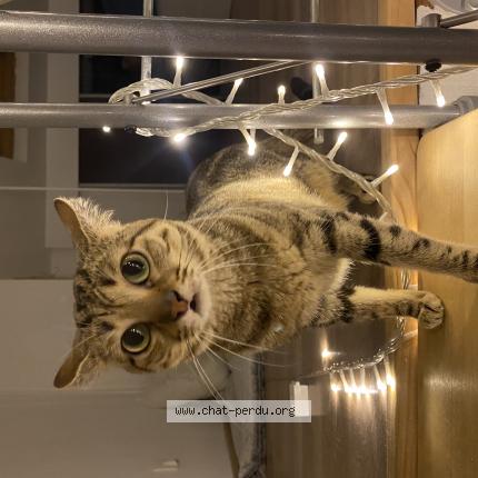 Foto 1/1 Polak Chat perdido en Allauch