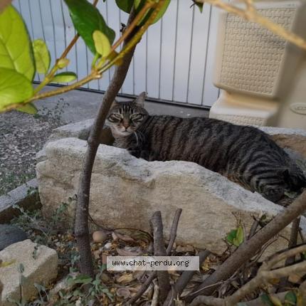 Foto 1/1 Princesse Chat perdido en Sorgues