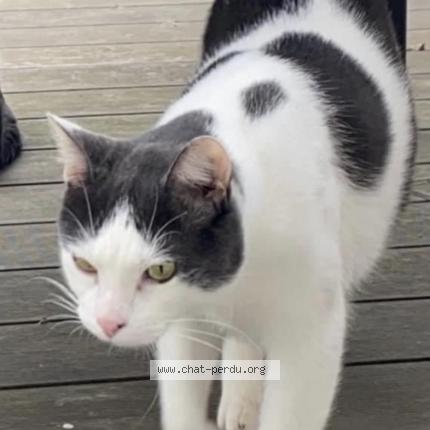 Foto 1/1 Léo Chat perdido en Elancourt