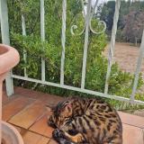 Foto del gato perdido en Le Soler