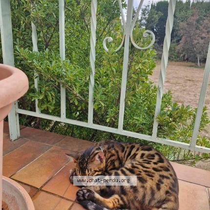 Foto 1/1 Saphir Chat perdido en Le soler