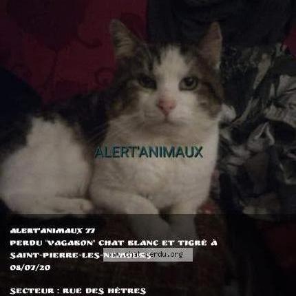 Foto 1/2 Vagabond Chat perdido en Saint pierre les nemours