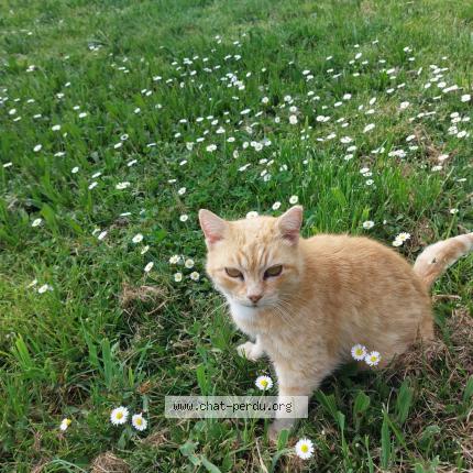 Foto 1/1 Mimi Chat perdido en Castera bouzet