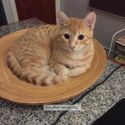 Foto 1/1 chamilou Chat perdido en Montreal quartier rosemont