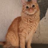 Foto del gato perdido en Chas