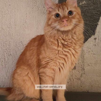 Foto 1/1 Hélios Chat perdido en Chas