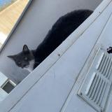 Foto del gato perdido en Saint Medard En Jalles