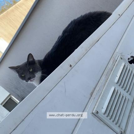 Foto 1/1 Gaby Chat perdido en Saint medard en jalles